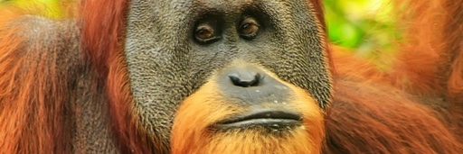 Quantum Cortex banner