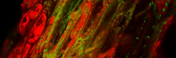 AAbdelfattah_ Profile Banner