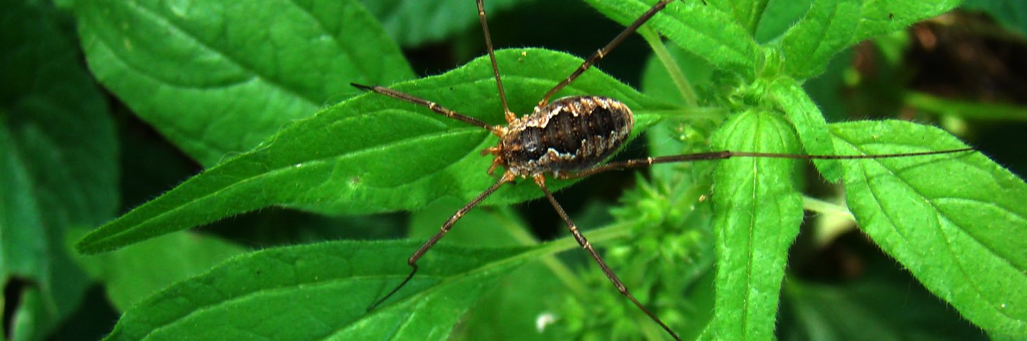 Just A Nobody banner