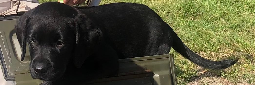 winnieweb's profile banner image
