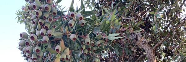 RahawaHaile Profile Banner