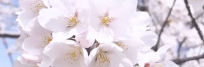 Aiko banner