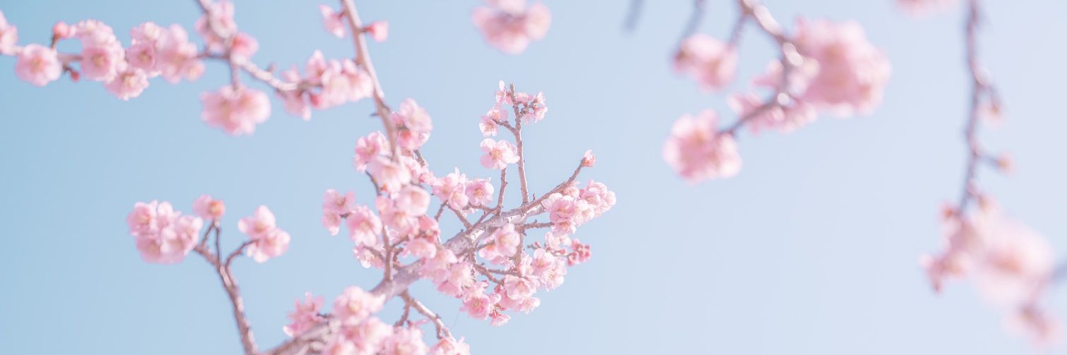 Cherry961014's profile banner image