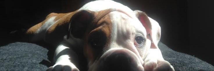 Andres Rodriguez banner