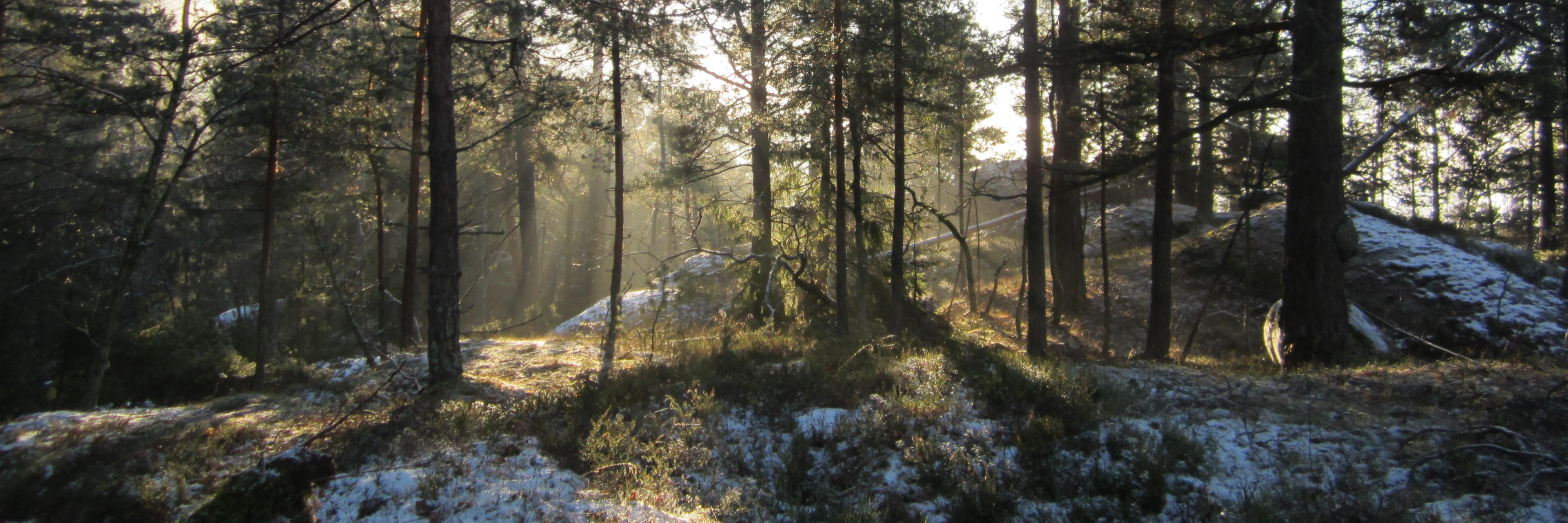 Woodsidetrees's profile banner image