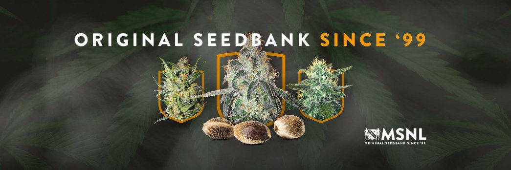 MSNL Seeds banner