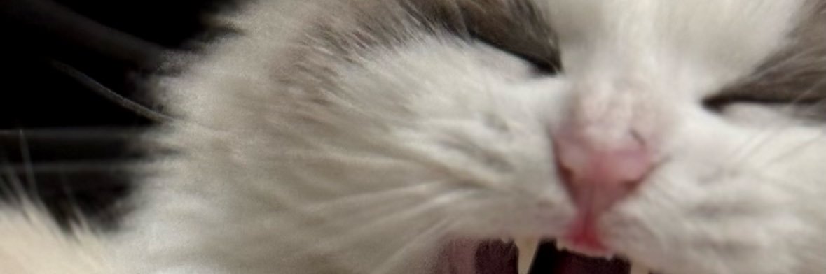 madadayooooo's profile banner image