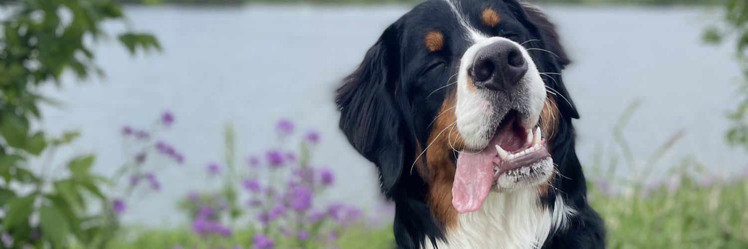 ToniAlesch's profile banner image