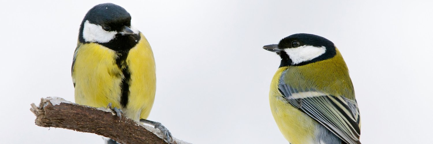 C 💜 B Ⓐ 🏳️‍⚧️ 🇵🇸 🇦🇺 banner