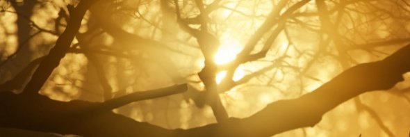 yellow_treez's profile banner image