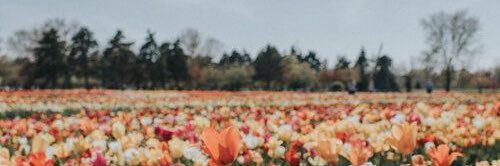 lintangarrum's profile banner image