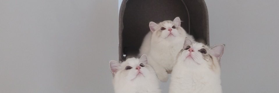 🐱 banner