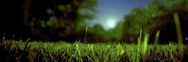 BarkingToad Profile Banner