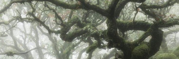 Kat/Icarus/Twi!!🍉🦖 JAIDYN DAY banner