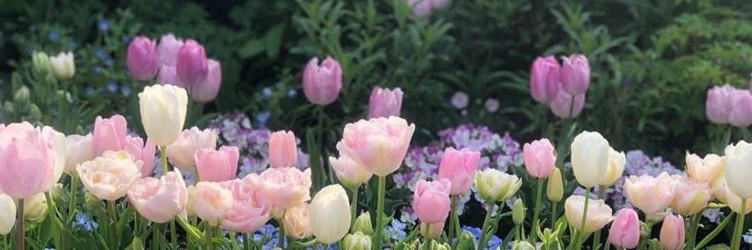 𝑎𝑜𝑖🎀 banner