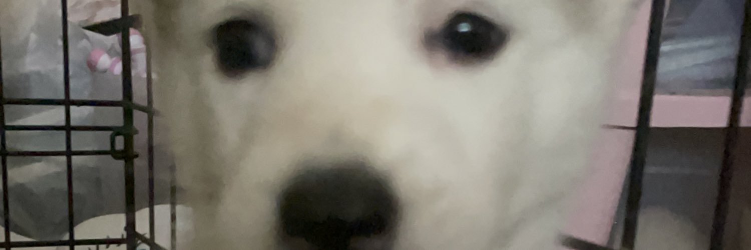 Ari402bello banner