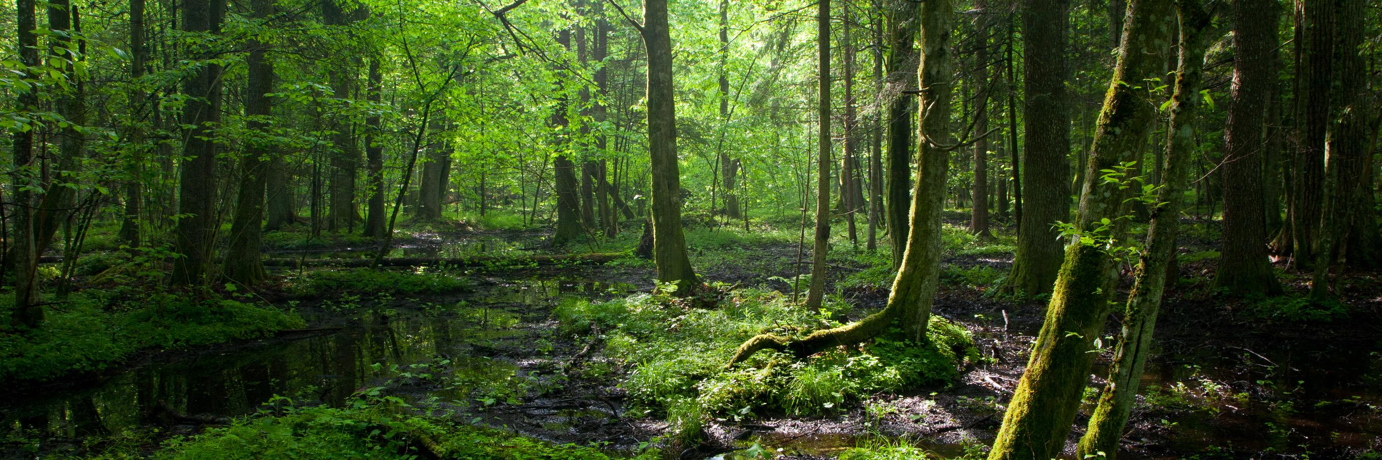 indevrijenatuur's profile banner image