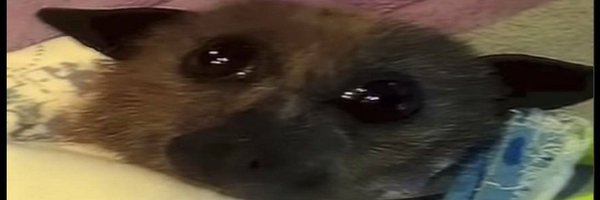 Pasteleons Profile Banner