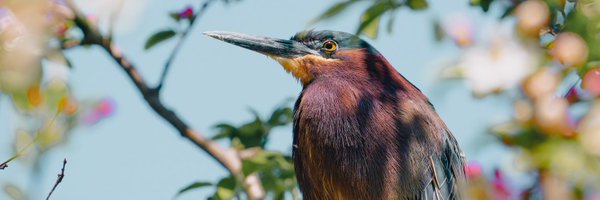 chrisroman Profile Banner