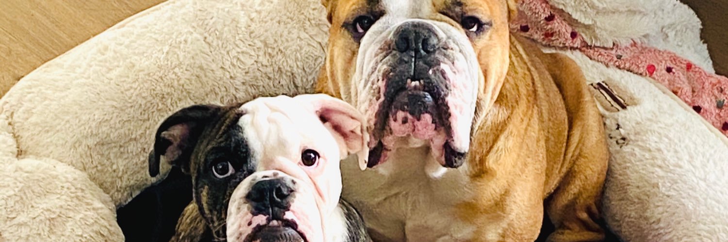 Demon_Jewice's profile banner image