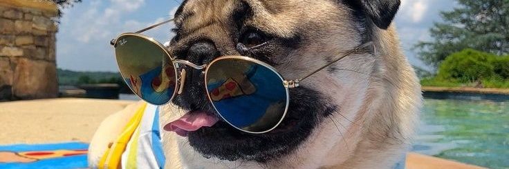 pugsmile1's profile banner image
