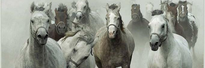 levigne_m's profile banner image