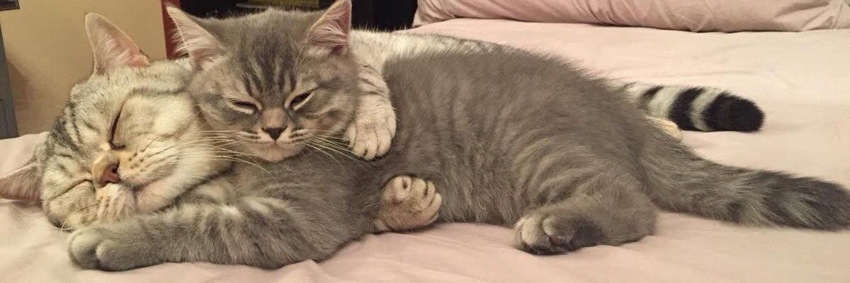amlodipinee's profile banner image