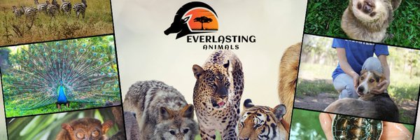 Everlasting Animals Profile Banner