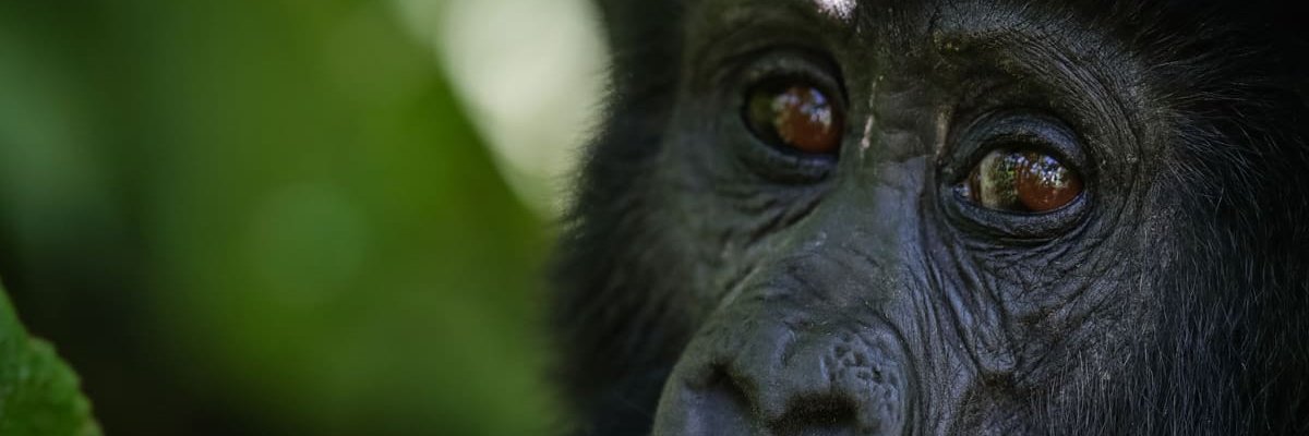 krbsafaris's profile banner image