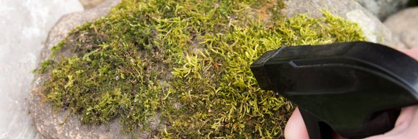 Pile of moss 🚦🍉 Profile Banner