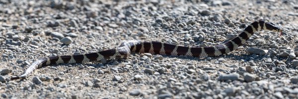 phylogenomics Profile Banner