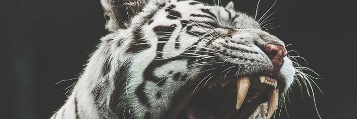 MashininiNF's profile banner image