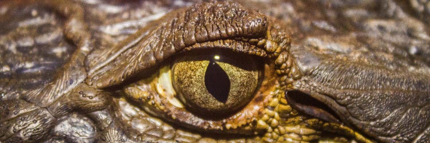 Phillipidutra's profile banner image