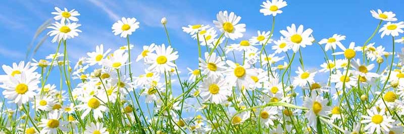 Daisyphan12's profile banner image