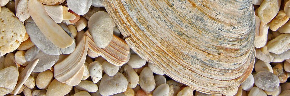 Star News Group banner