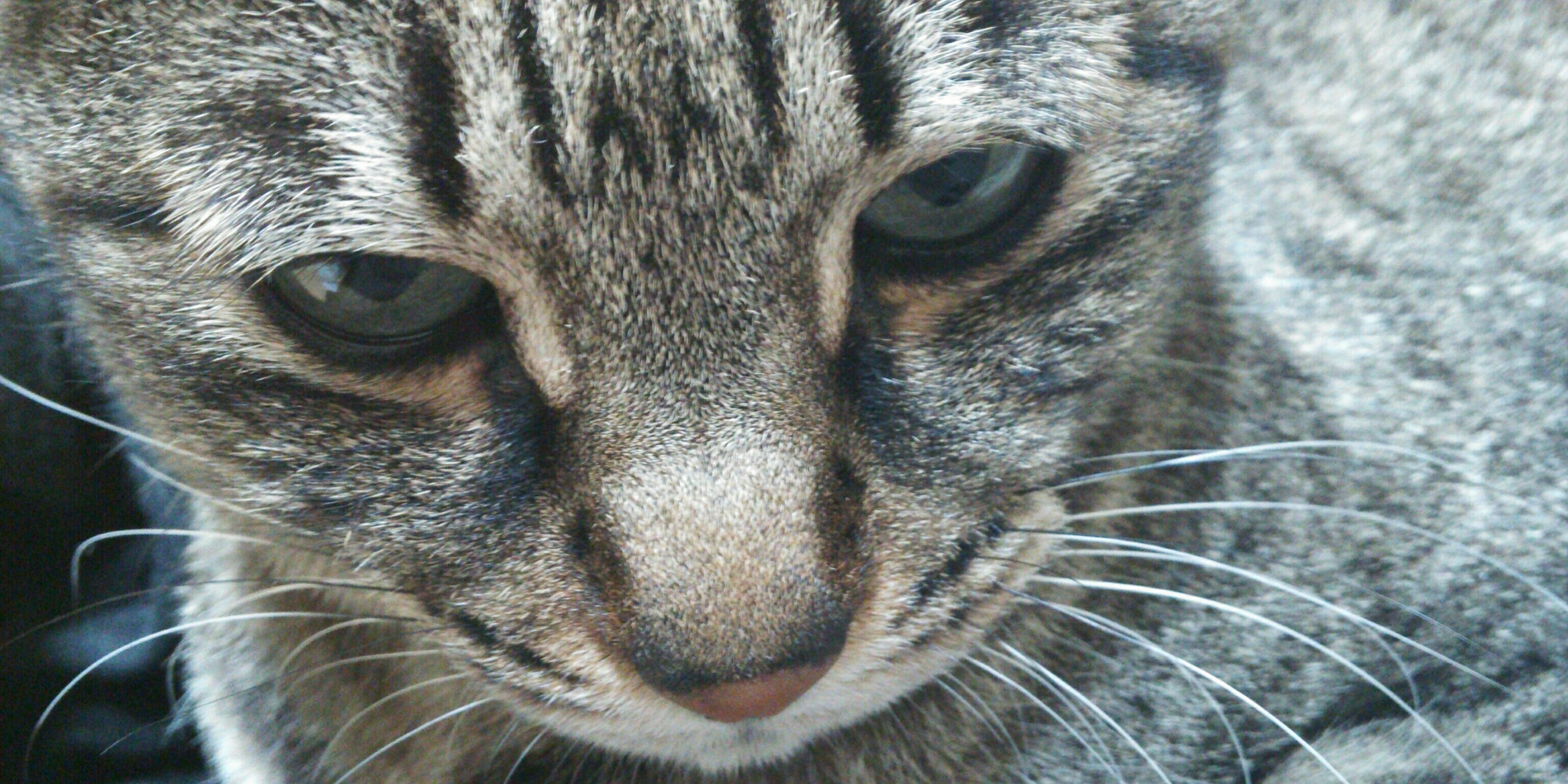 せい😺 banner