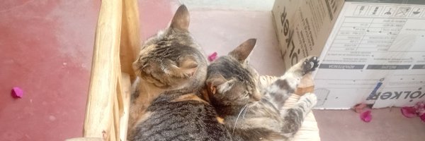 NotSafeForGek Profile Banner