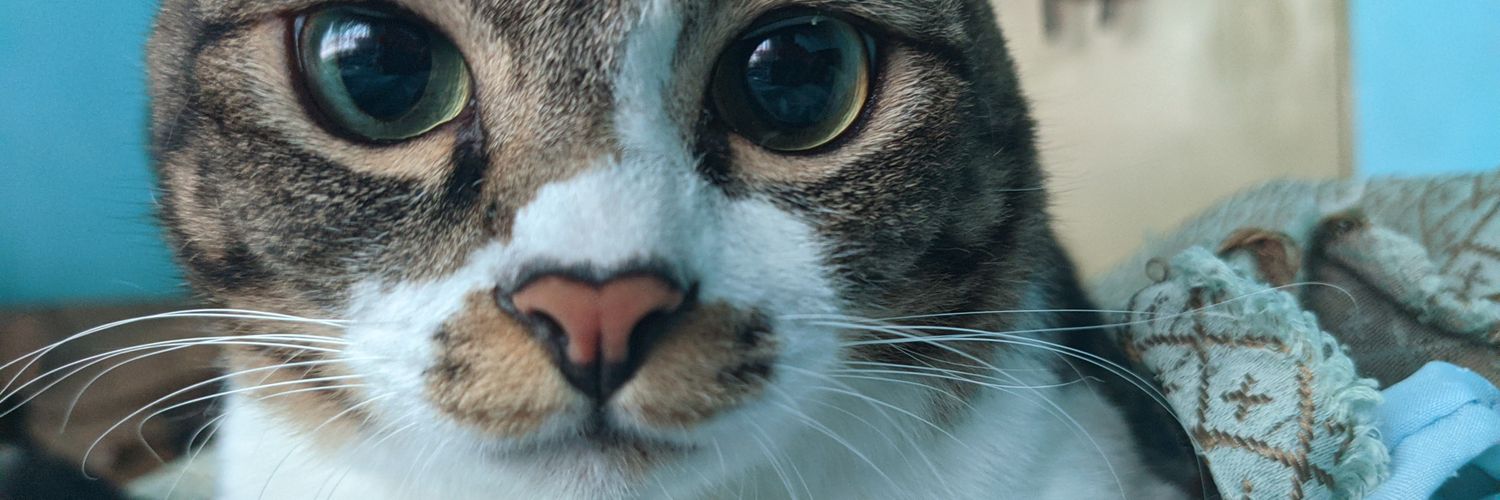aboosams_'s profile banner image