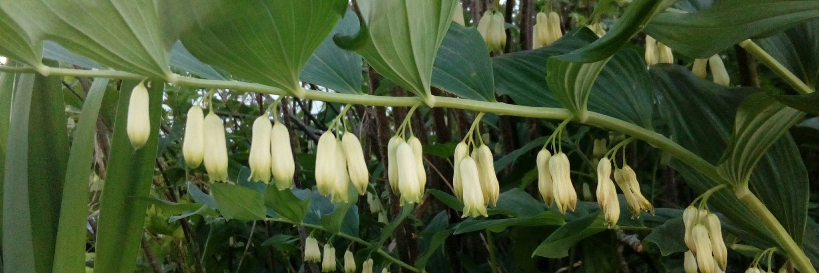 Mervi Heikkilä banner