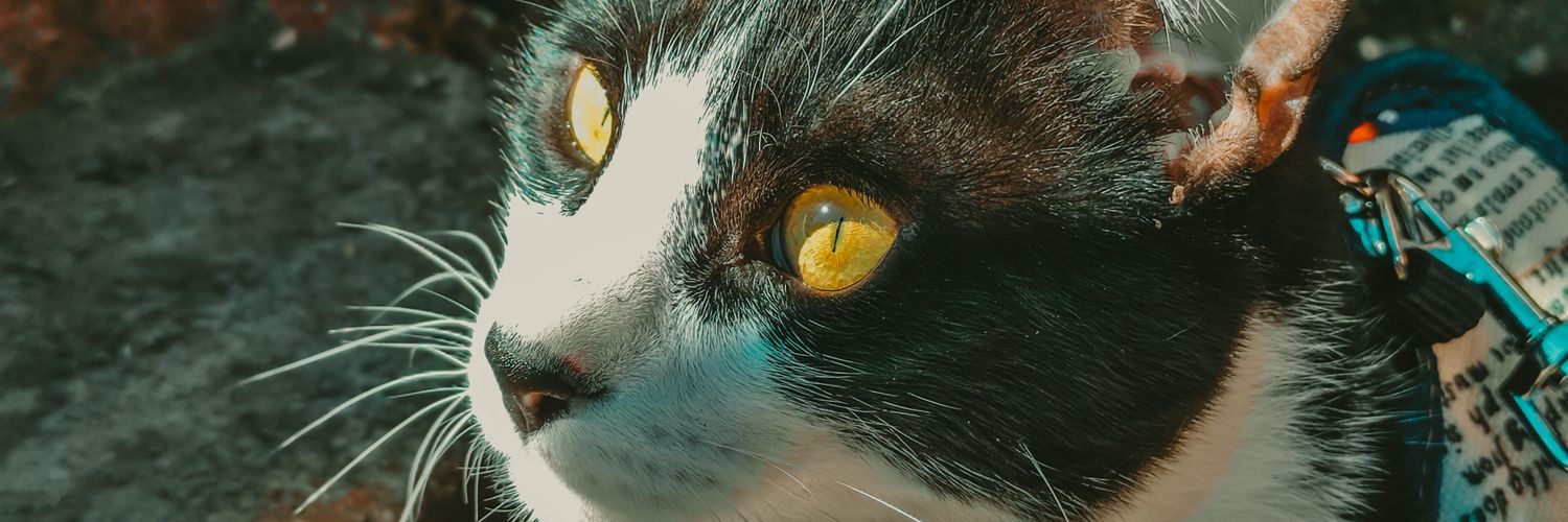 MacaG95_'s profile banner image