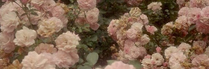 𓍱 ⵌ bilni banner