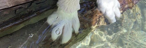 pillowpuppii Profile Banner