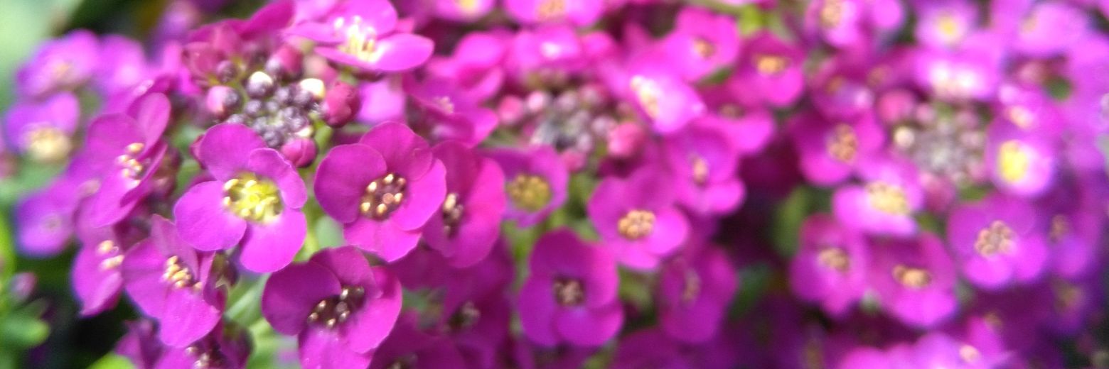 vio_walker's profile banner image