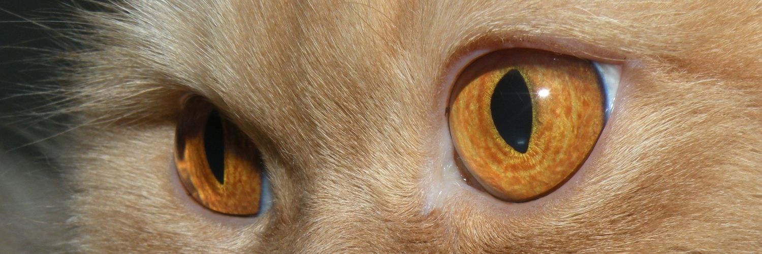 Darbanmalek's profile banner image