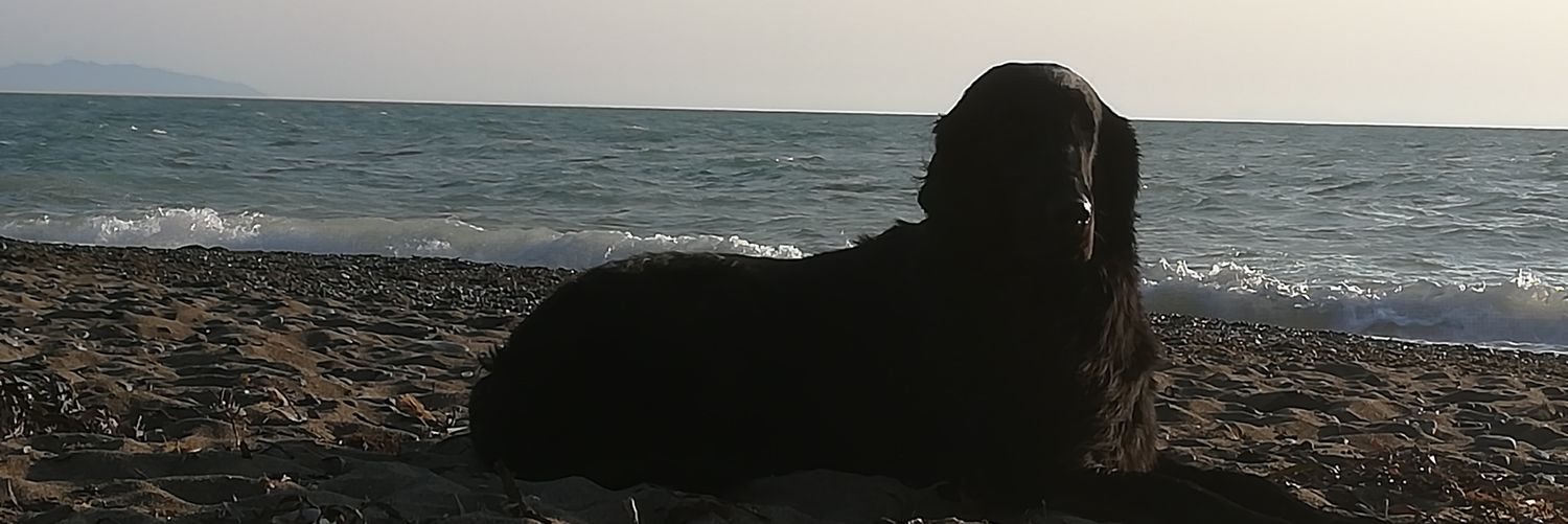 NuvolaChePassa's profile banner image