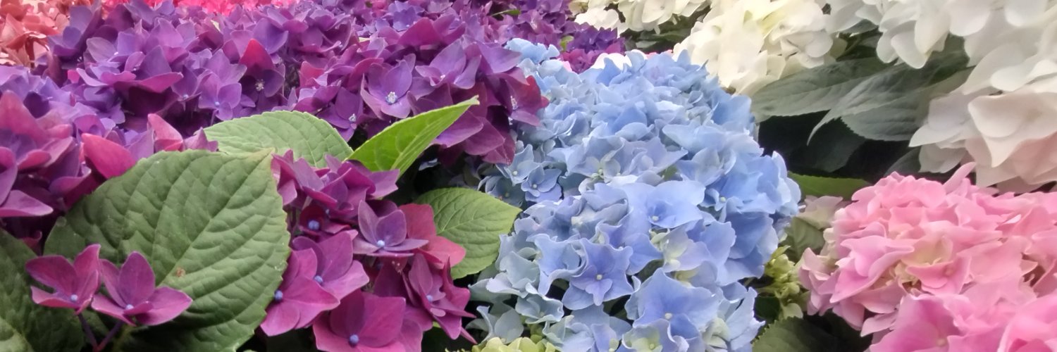 goop 💜 banner