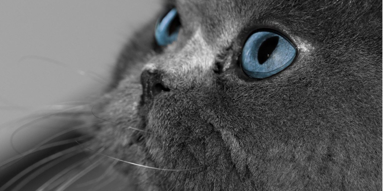 SoftQueen1000's profile banner image