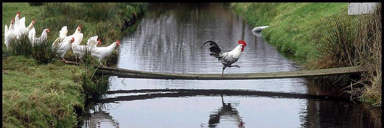 Hervé MOUGIN banner