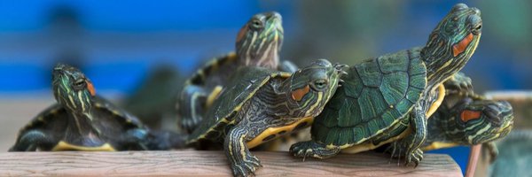 NORULIN619 Profile Banner