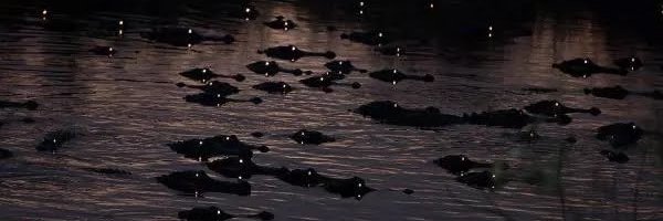 animals going goblin mode's banner